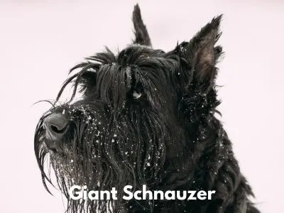Black Giant Schnauzer with snow on their face. 