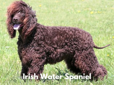 Irish Water Spaniel standing in grass