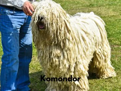 Komondor standing in grass with a person