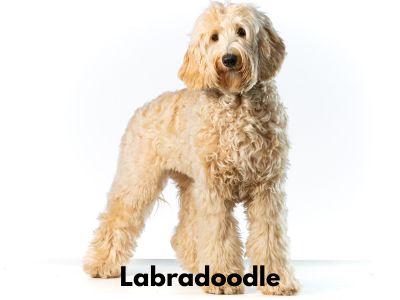 Cream colored Labradoodle on white background 