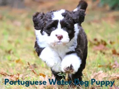 Large Hypoallergenic Dog Breeds- Portuguese Water Dog puppy running in grass