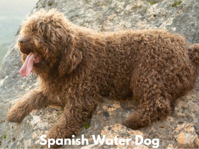 Large Hypoallergenic Dog Breeds- Spanish Water Dog laying on a large rock