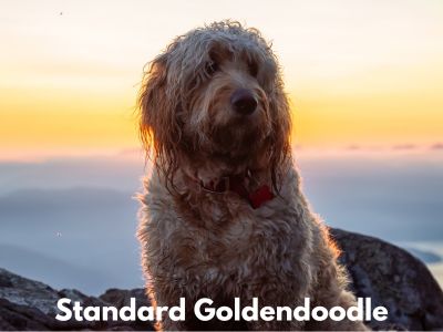 Standard Goldendoodle on mountain top with sunset in background