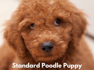 Large Hypoallergenic Dog Breeds - Red Standard Poodle Puppy 