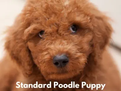 Large Hypoallergenic Dog Breeds - Red Standard Poodle Puppy 