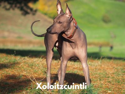 Large Hypoallergenic Dog Breeds - Xoloitzcuintli Standing in field