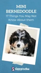 Mini Bernedoodle: Things You May Not Know About Them - title picture with a photo of a mini bernedoodle puppy on blue background