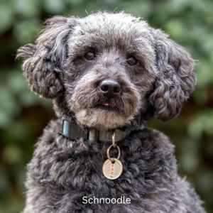 Canva Picture of Gray Schnoodle with plants in the background