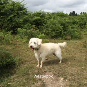 White Westiepoo in a field