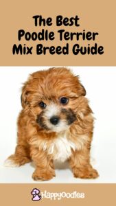 The Best Poodle Terrier Mix Breed Guide title pin with a picture of a yorkiepoo puppy.