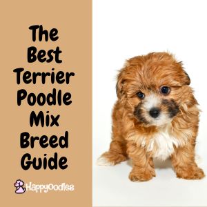 The Best Poodle Terrier Mix Breed Guide - with pic of a Yorkiepoo Puppy