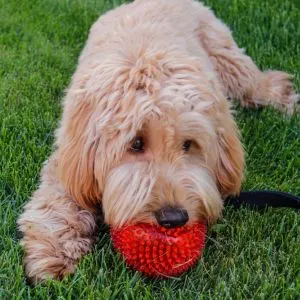 goldendoodle with red ball