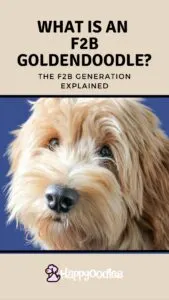 What is an F2b Goldendoodle? F2b Generation Explained - title pin with close up of Goldendoodle face on blue background