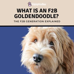 What is an F2b Goldendoodle? F2b Generation Explained - title pic with close up of Goldendoodle face on blue background