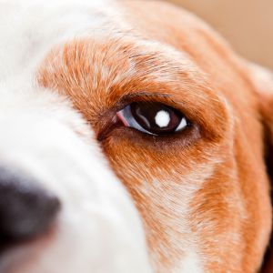 Close up of a dog's eye with the Nictitating Membrane slightly showing. 