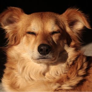 Red dog with both eyes closed against a dark background 