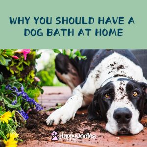 Picture with title - "Why You Should Have a Dog Bath At Home" with picture of Black and white dog next to flowers covered in dirt.