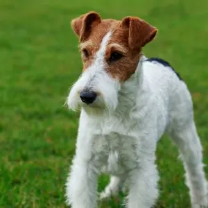 Fox Terrier in the grass standing looking
