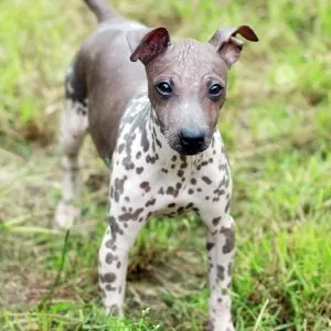 Hairless Terrier in brown and white skin in the grass.