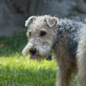 Lakeland terrier in the field looking back towards the camera