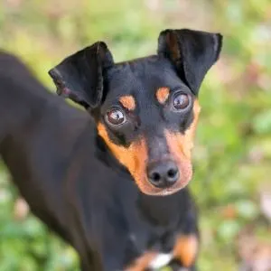 Manchester Terrier outside looking up at the camera
