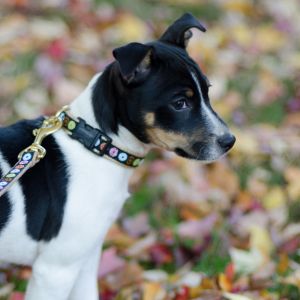 Rat Terrier puppy in the grass during autumn looking side ways