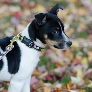 Rat Terrier puppy in the grass during autumn looking side ways