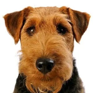 Welsh terrier looking at camera with button ears and white background