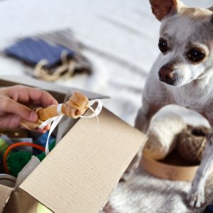 Dog looking over a box as a woman holds a small bone treat with a bow on it.