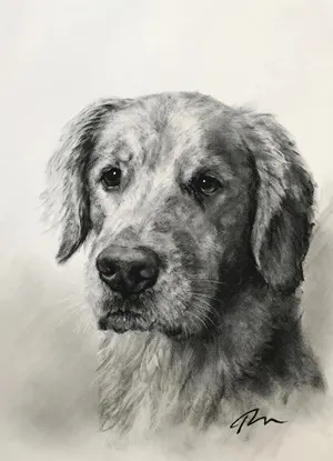 Custom Pet Portrait in Charcoal -Retriever type dog