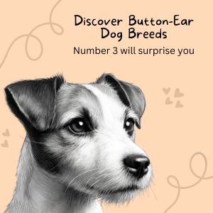 Titled picture "Discover Button-Ear Dog Breeds - Number 3 will surprise you. with a pencil sketch of the head of a Russell Terrier.