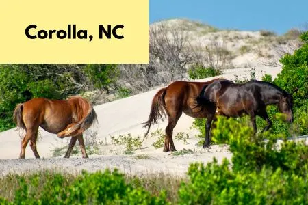 Title on page Corolla, NC Pic of three wild horsed on the beach with sand dunes in the background.