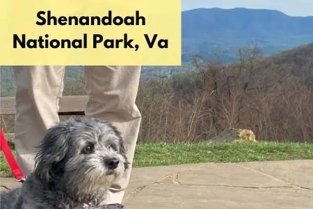 Title on page Shenandoah National Park, VA. Pic of a gray dog with mountains in the background