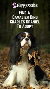 pin with the title "Find a Cavalier King Charles Spaniel to adopt with a tri-color CKCS in the woods with leaves caught in his leaves.
