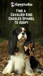 pin with the title "Find a Cavalier King Charles Spaniel to adopt with a tri-color CKCS in the woods with leaves caught in his leaves.