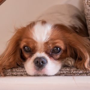 Red and white Cavalier puppy laying on a step