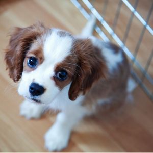 Young red and white Cavalier puppy sitting on a wood floor next to a metal crate
