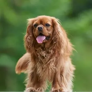 Rudy colored Cavalier King Charles Spaniel standing with their tongue sticking out, outside with a muted green background