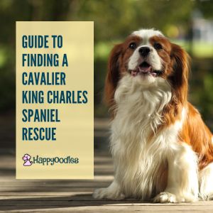 title page with "Guide to Finding a Cavalier King Charles Spaniel Rescue and a CKCS sitting next to the words