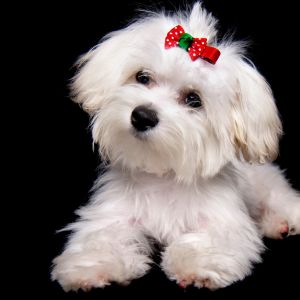 Maltese dog against black background with a red hair bow.