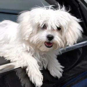 Maltese Dog hanging out the car window on a black car