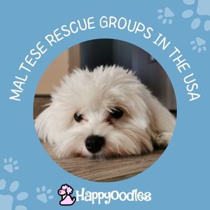 White Maltese laying on the floor with blue background and the words Maltese Rescue Groups in the USA