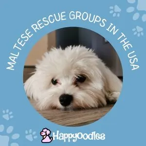 White Maltese laying on the floor with blue background and the words Maltese Rescue Groups in the USA