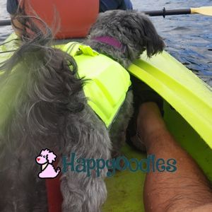 Happyoodles.com - Picture of a gray dog in a life jacket in a kayak on a lake