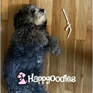 Gray and black dog laying on her side showing her belly with chewed straw next to her. - by Happyoodles.com