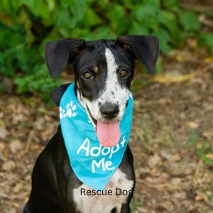 Happyoodles.com Bringing Home a Rescue Dog - Black and white rescue dog with adopt me bandana