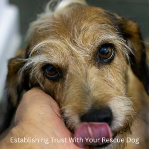 Happyoodles.com Title - Establishing Trust With Your Rescue Dog - golden colored dog with head in a person's hand.