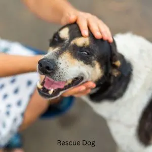 Happyoodles.com Bringing Home a Rescue Dog - Person Petting Stray Dog