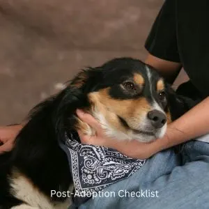 Happyoodles.com Bringing Home a Rescue Dog -title- Post-Adoption Checklist - mixed breed dog with their head in a person's lap