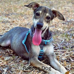 Happy looking rescue dog with tongue sticking out laying in field